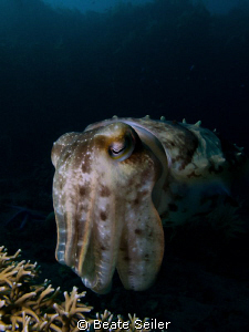 Cuttlefish by Beate Seiler 